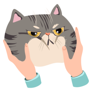 gatitos 23